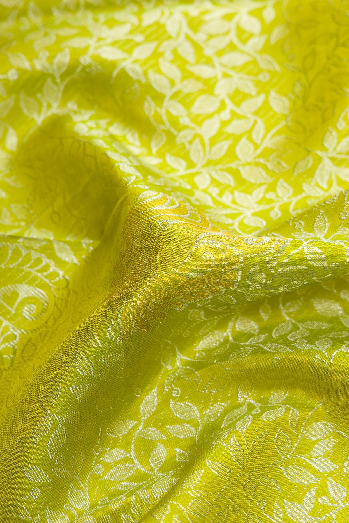 Close up of Parrot Green Kanjivaram Silk Saree with Zari Brocade on the body and Without Border.  displaying folds